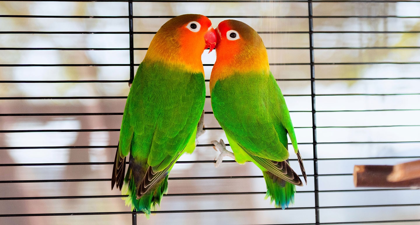 6 Ways to Show Your Pet Parrot Love
