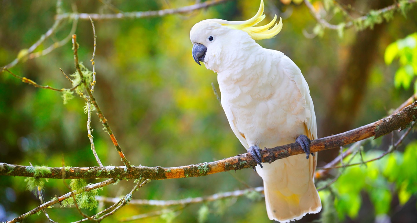 Best pet birds: ring-necked dove