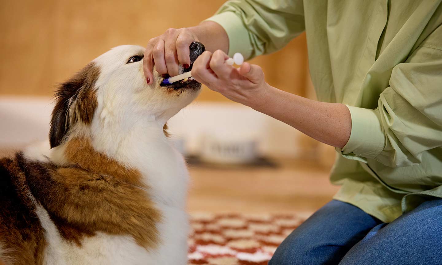 A woman giving a dog a pill using a pet piller