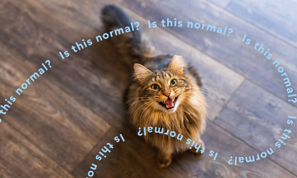 Your Cats Can Tell When You're Speaking to Them