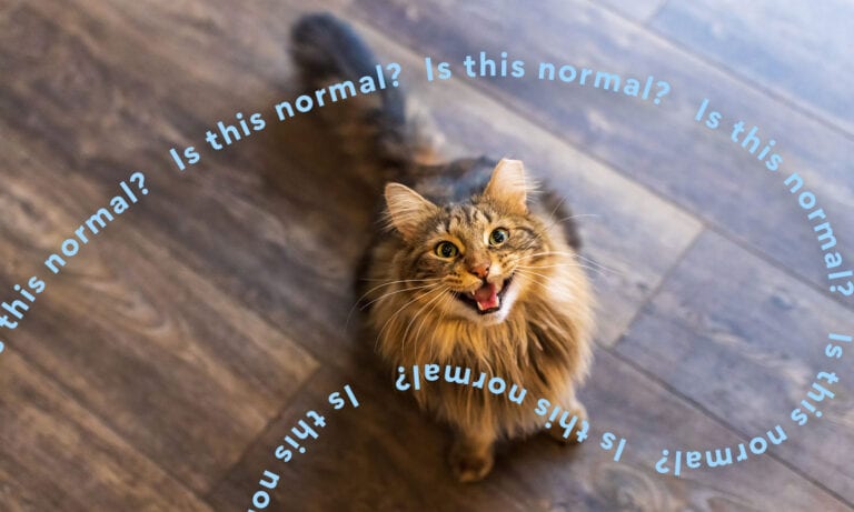 https://media-be.chewy.com/wp-content/uploads/2023/06/02164257/why-do-cat-meow-back-at-you-768x461.jpg