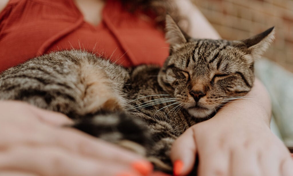 The Ultimate Guide to Cat Cuddles