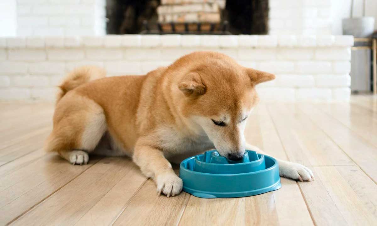 https://media-be.chewy.com/wp-content/uploads/2023/06/02181619/pet-health-accessories-slow-feeder-bowl.jpg