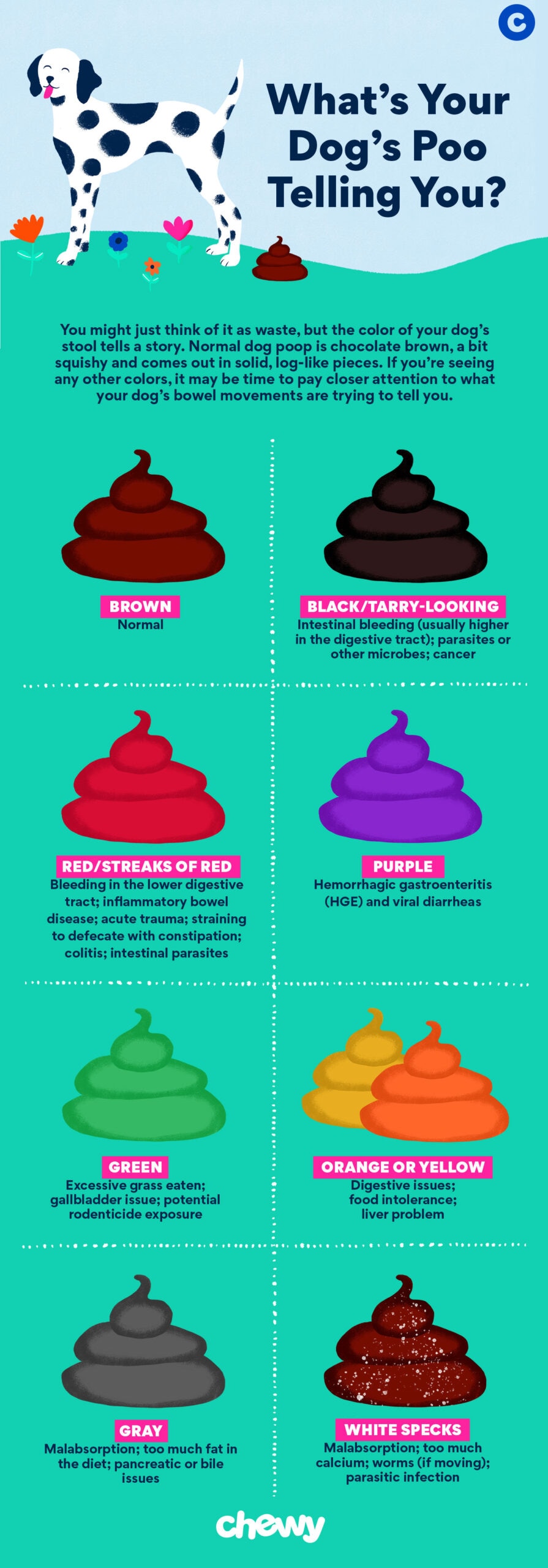 dog poop color chart: infographic