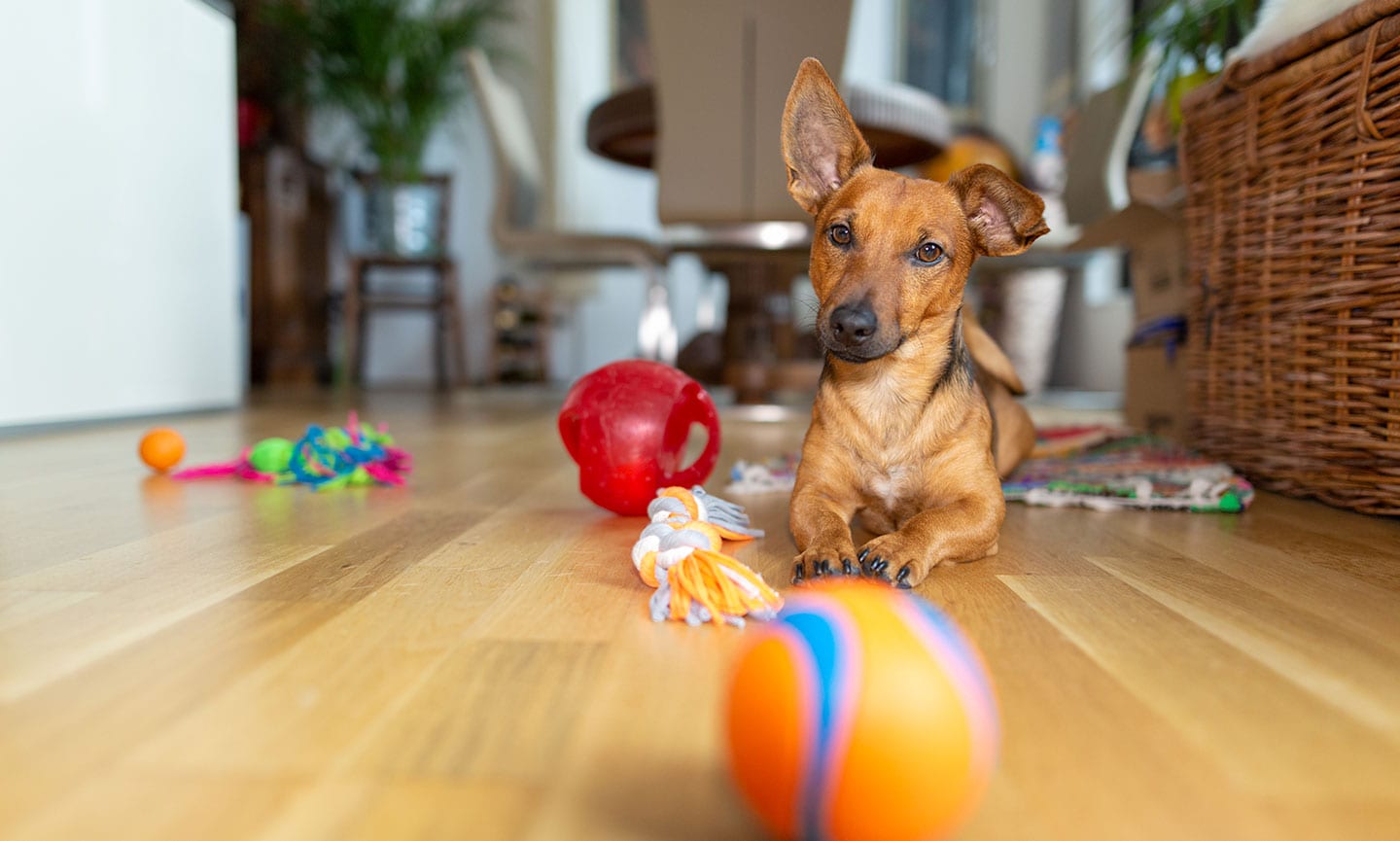 My Dog Doesn't Like Toys: Tips for Teaching Your Dog to Play