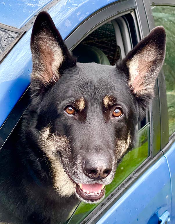 Photo of Valentino, Branson's German Shepherd, looking out of an open car window