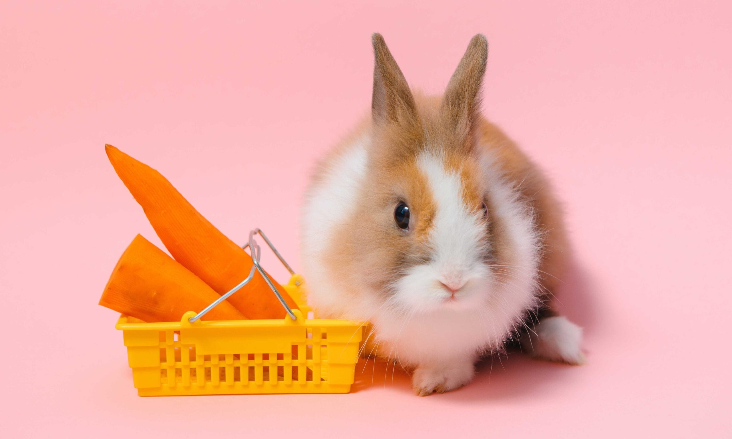 https://media-be.chewy.com/wp-content/uploads/2023/06/21163424/rabbit-carrot-scaled.jpg