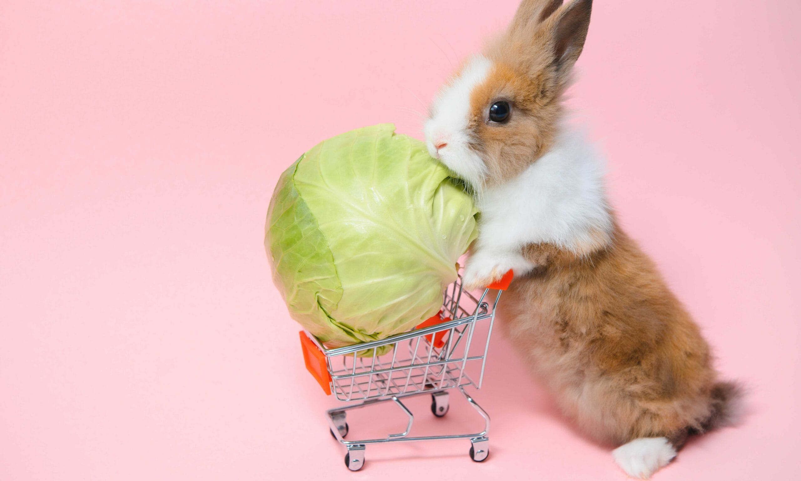 fruits and vegetables for rabbits: rabbit with cabbage