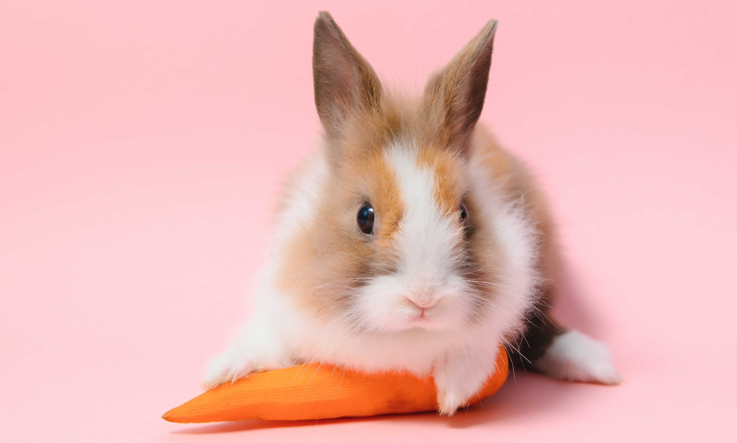 Can rabbits eat Kale?  What moderation really means?