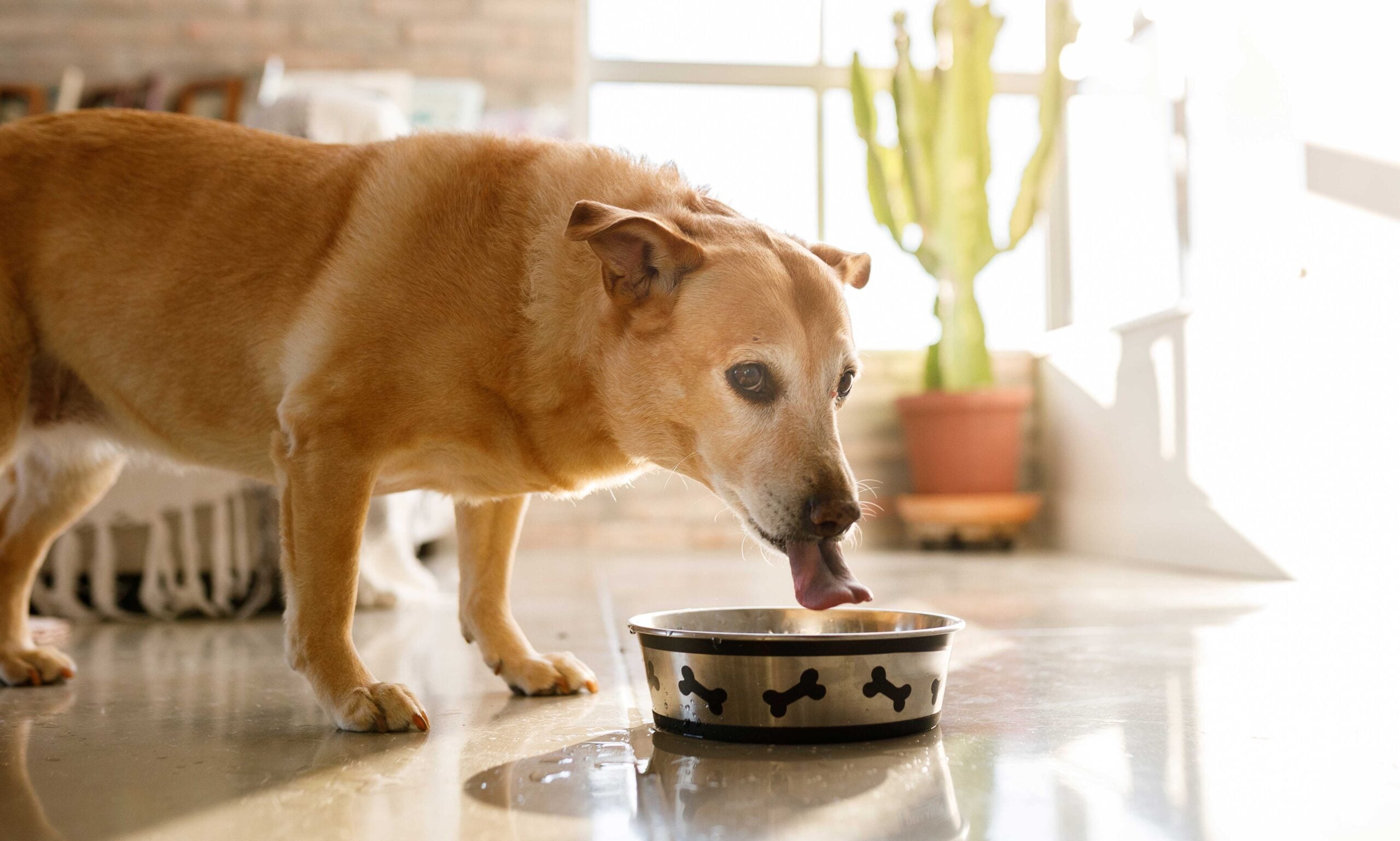 how to cool down dog: dog drinking water inside home