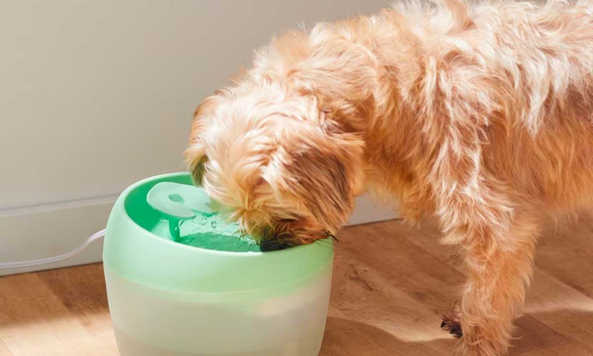 how to cool down a dog: dog drinking from water fountain