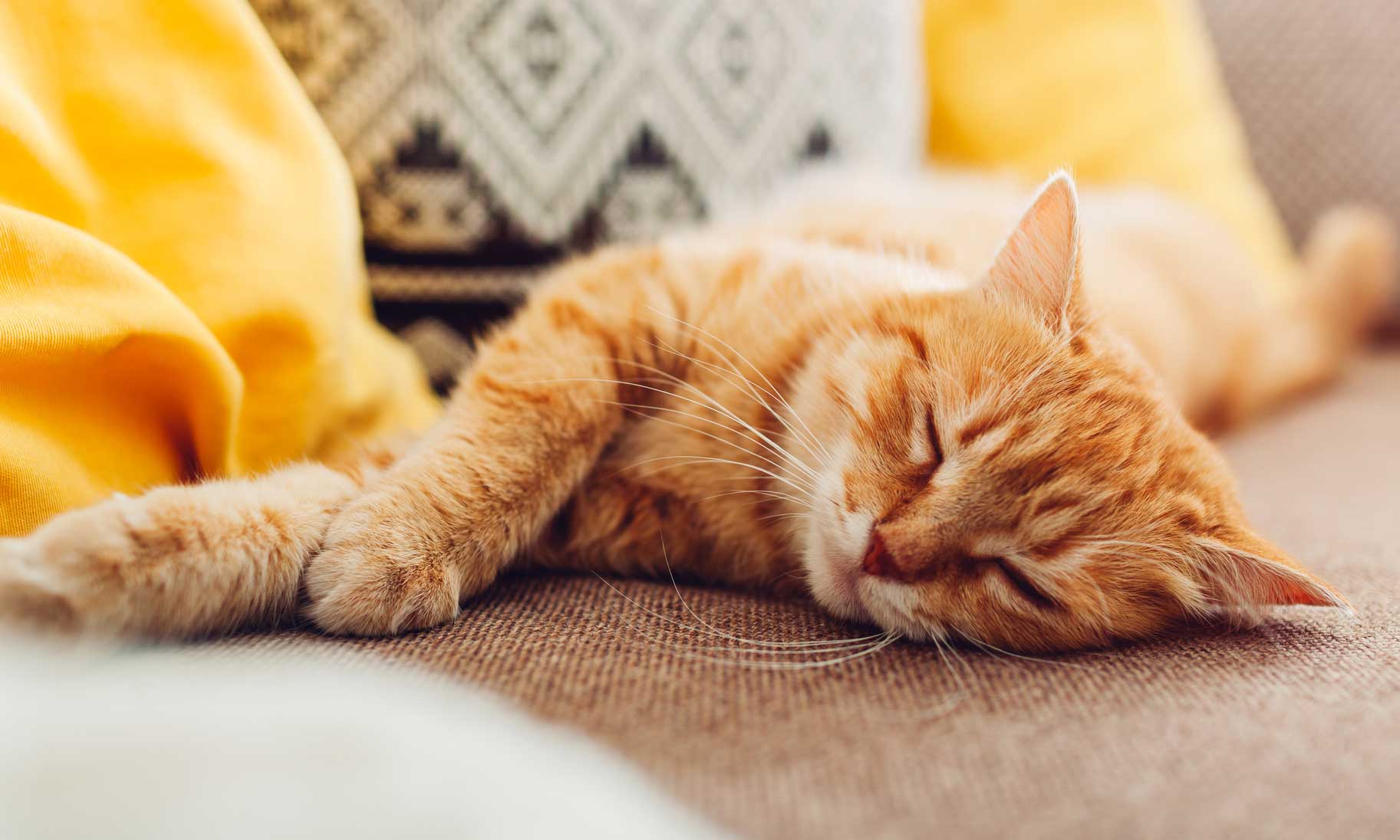 overheating in cats: cat sleeping on couch