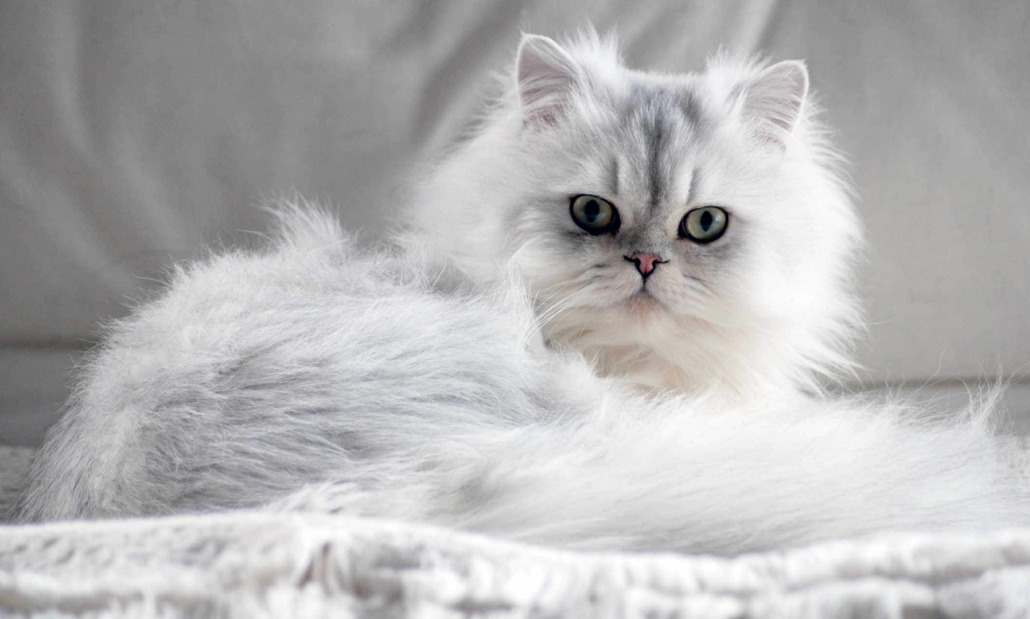 overheating in cats: white persian cat on bed