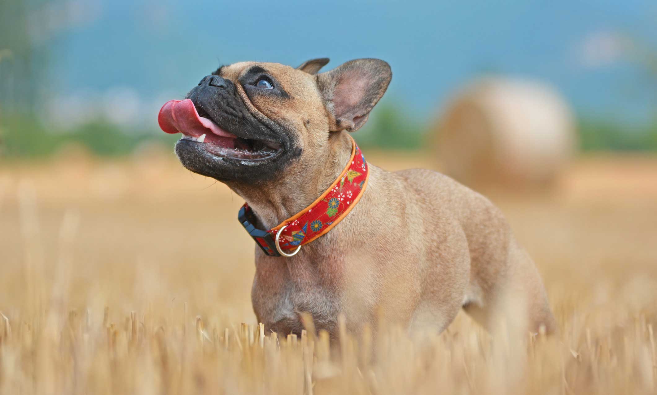 dehydration in dogs: french bulldog panting in field