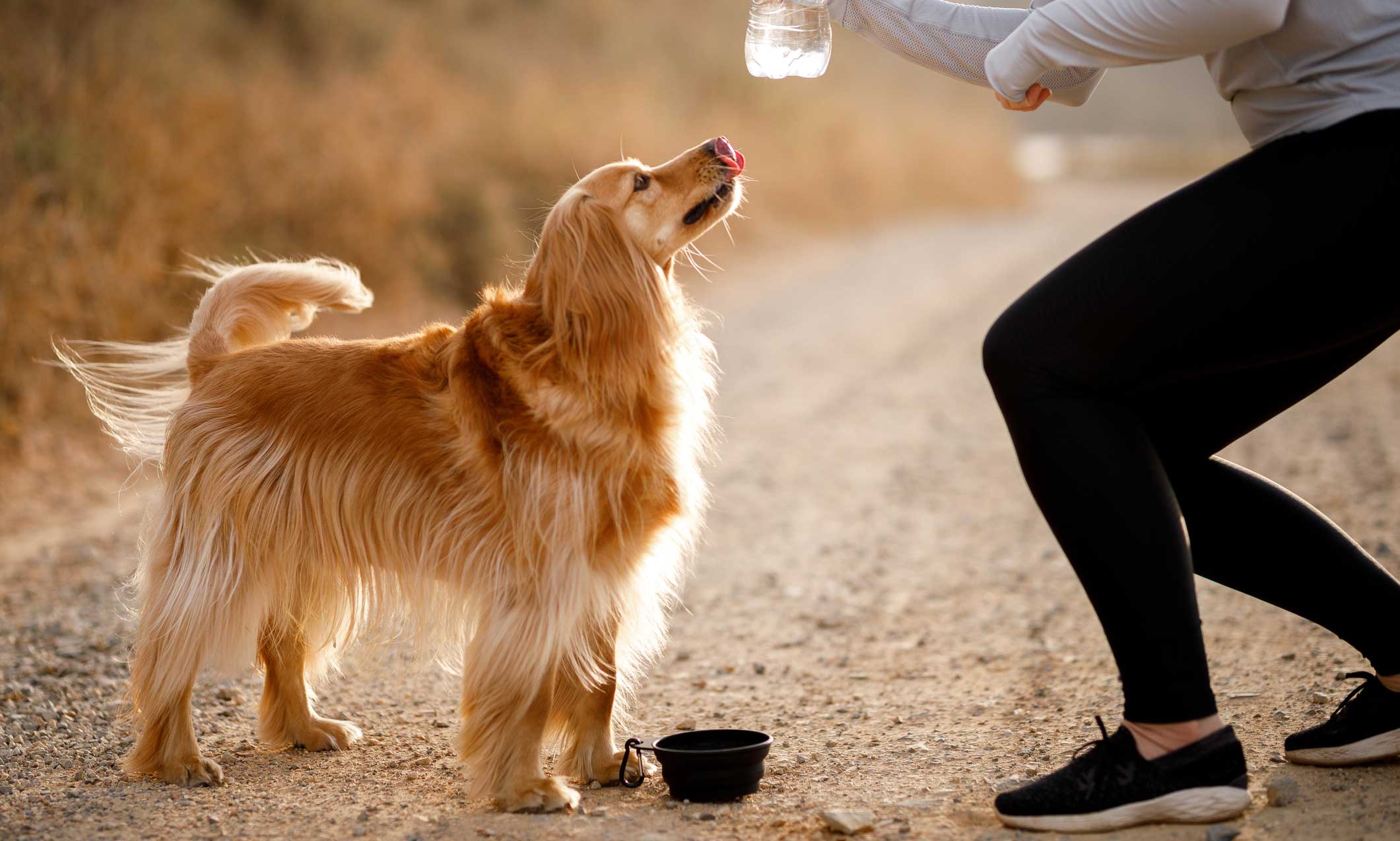 dehydration in dogs: dog drinking water on walk