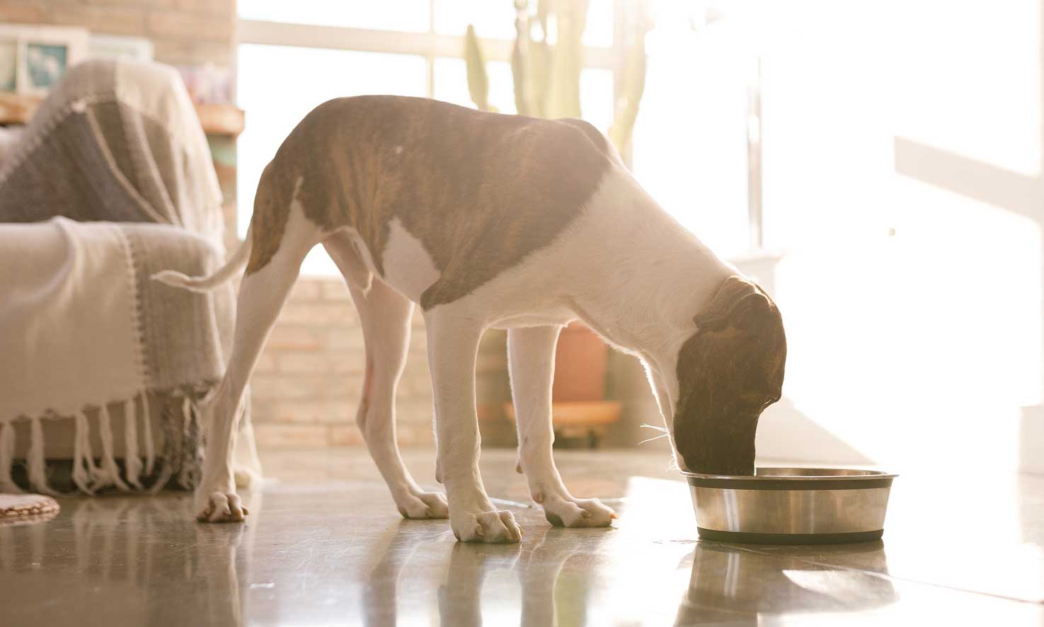 dehydration in dogs: puppy drinking water
