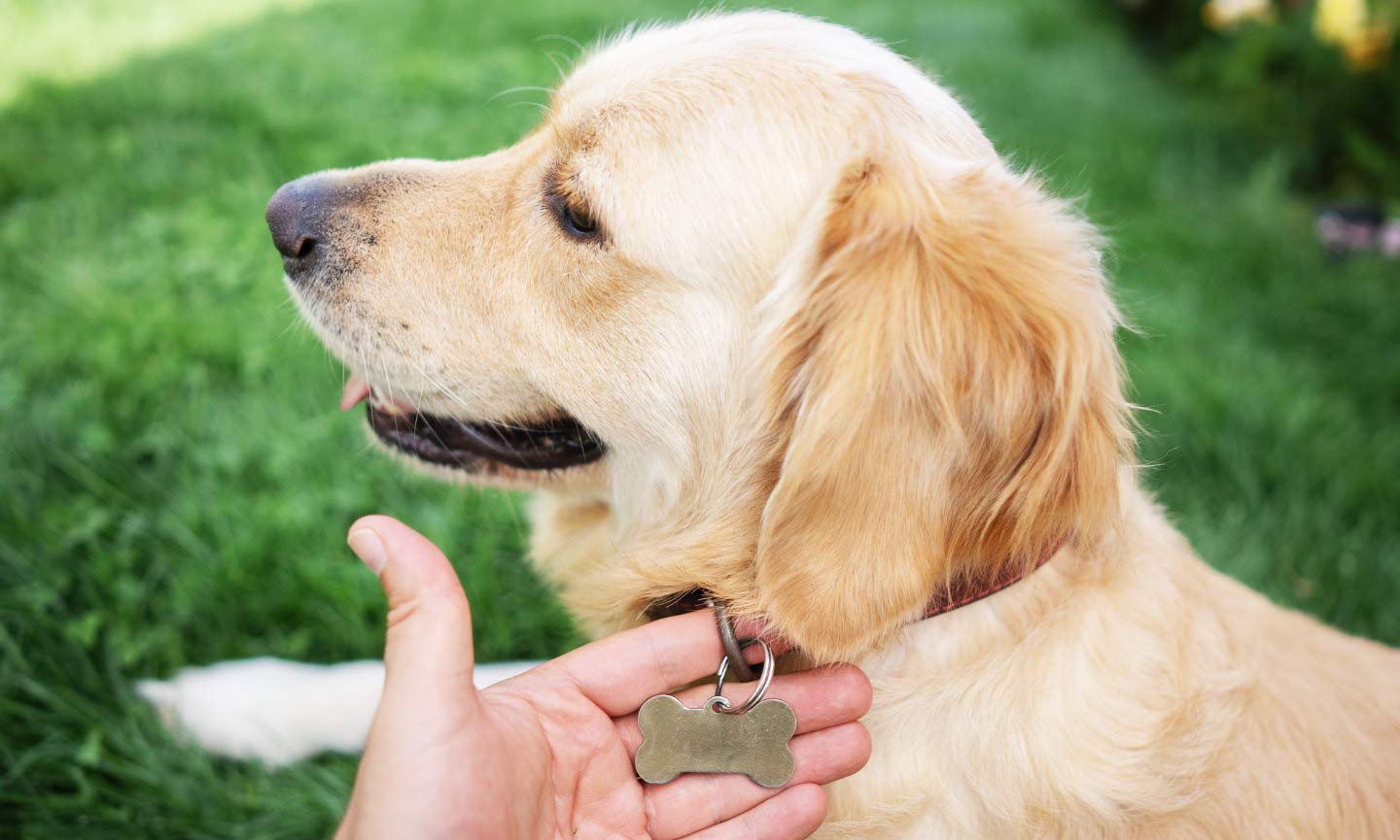 Up-close photo of a dog wearing an ID tag