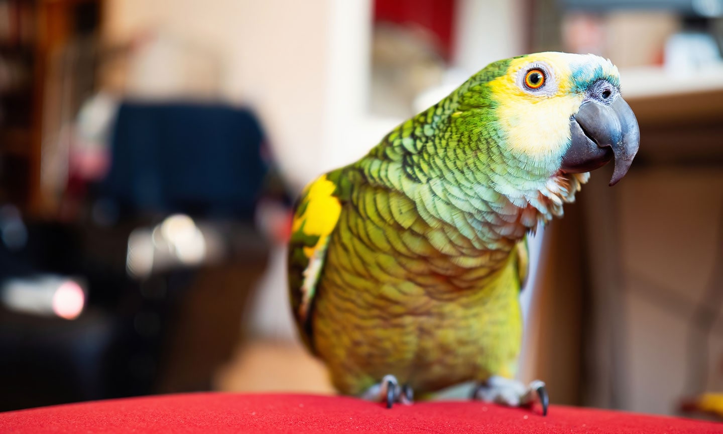 bird body language - African parrot bobbing head