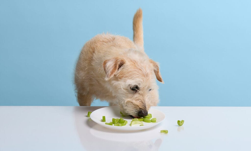 Can Dogs Have Celery