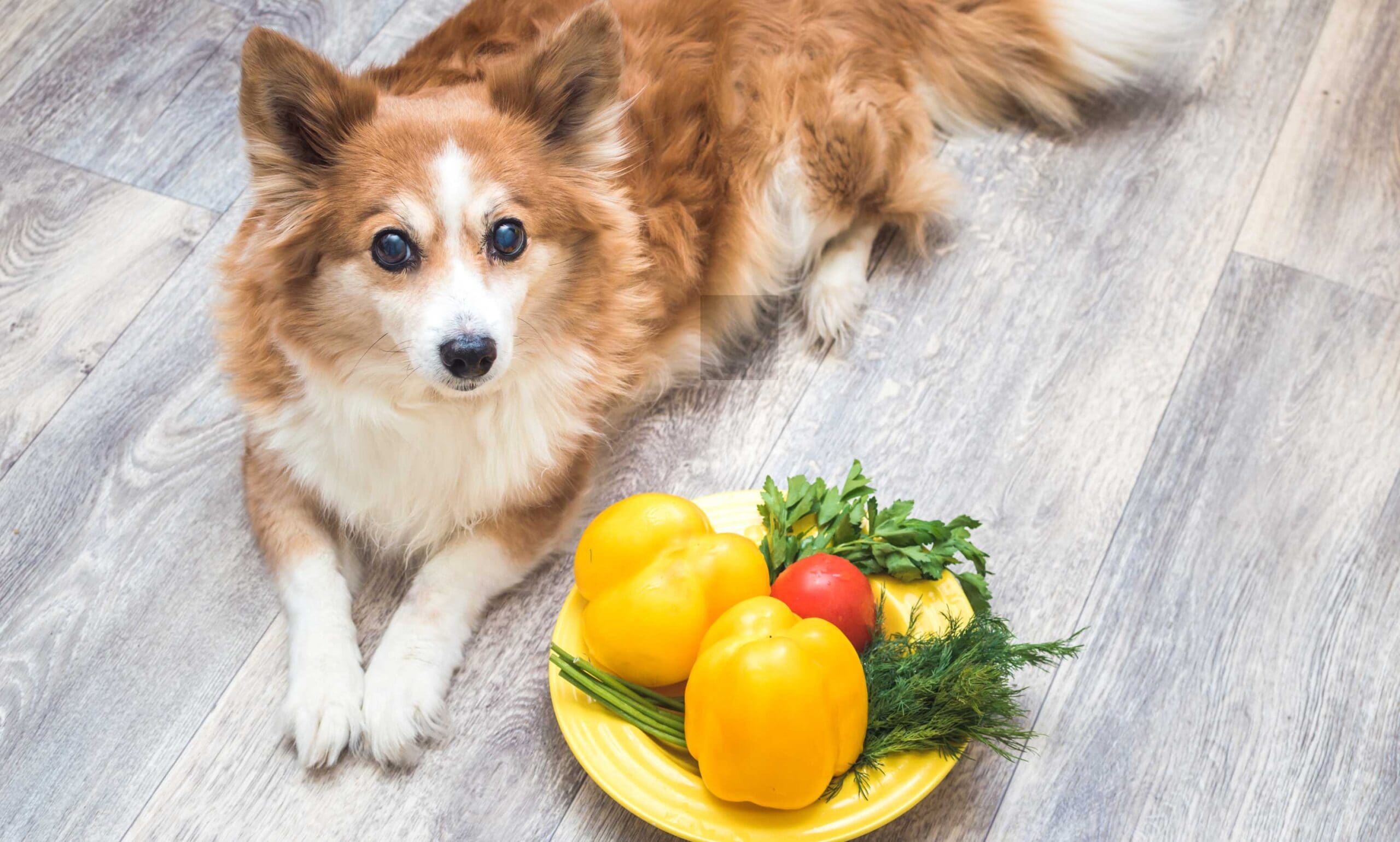 can dogs eat bell peppers: dog laying next to plate of yellow bell peppers and other veggies