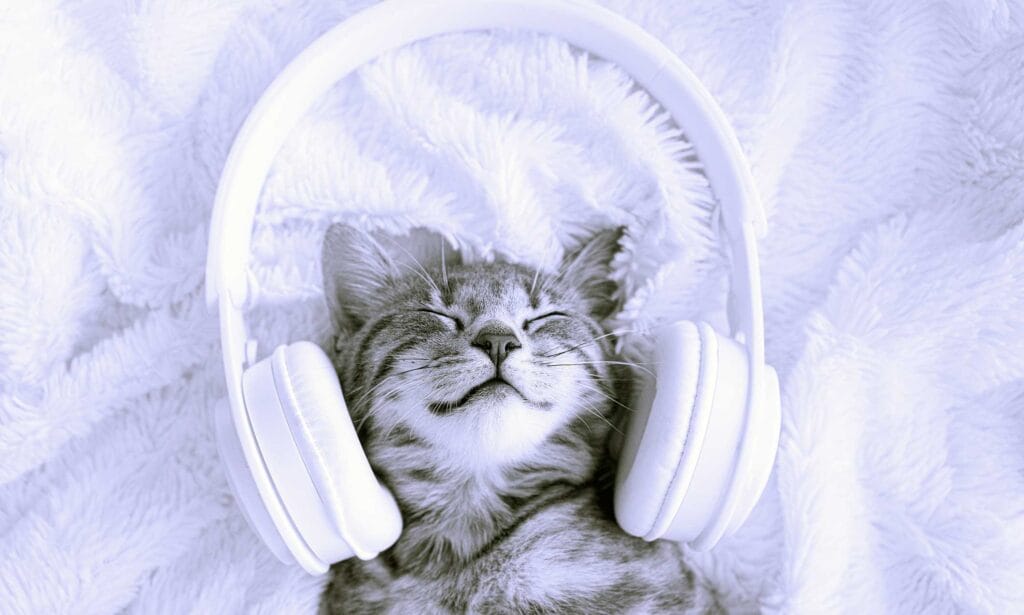 Calming hot sale music cats