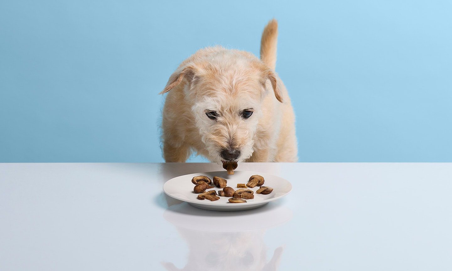 Dogs shop eat mushrooms