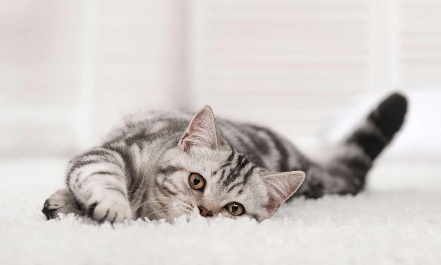 Photo of a cat laying on a carpeted floor