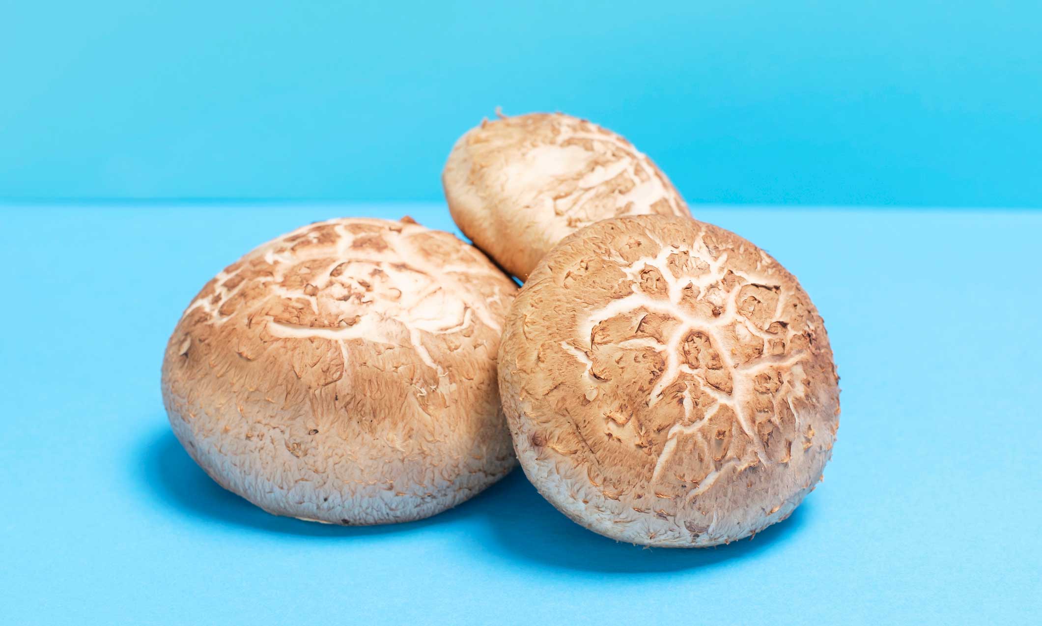 can dogs eat mushrooms: shiitake mushrooms blue background
