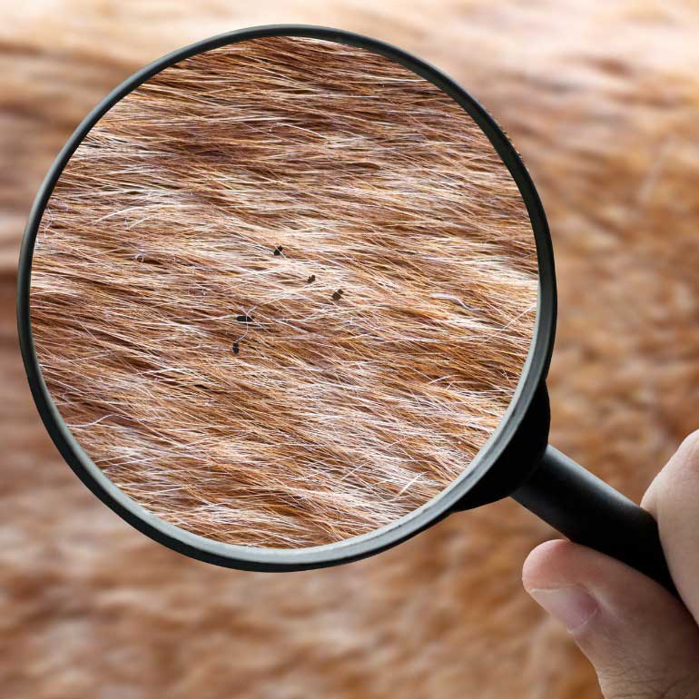 Photo of fleas in an animal's fur underneath a magnifying glass
