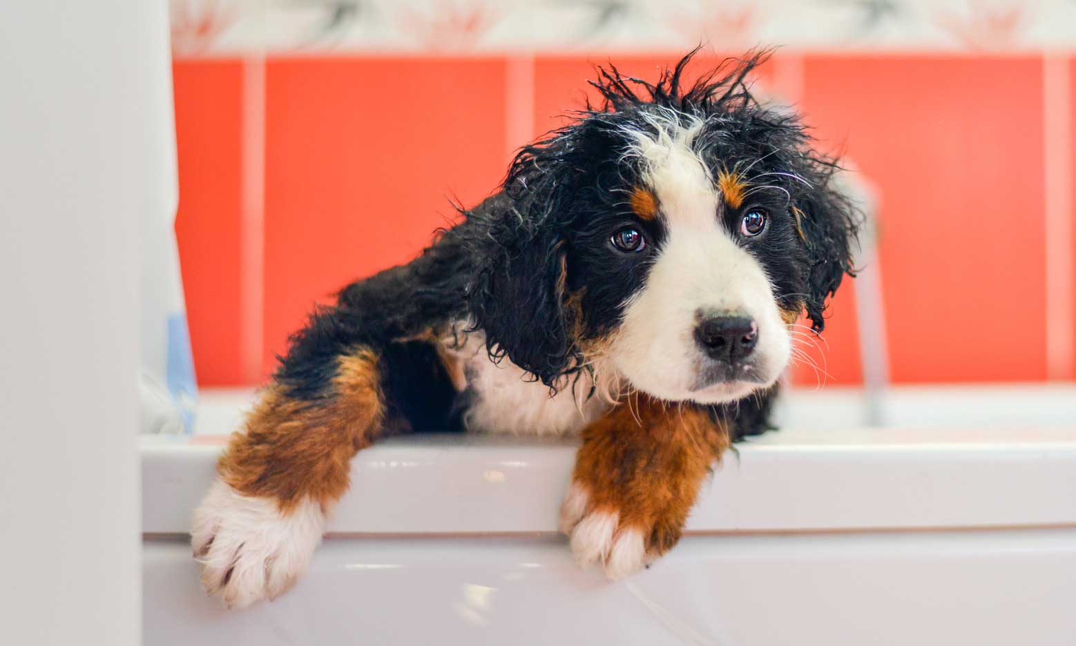 how long do dogs live: bernese mountain dog in bath
