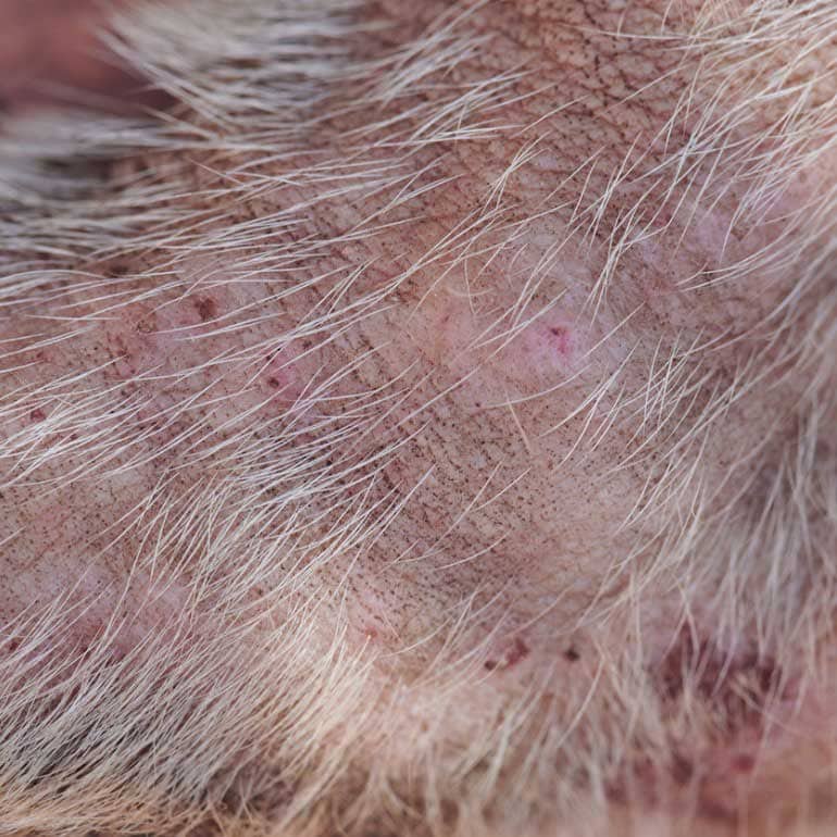 Close-up photo of flea bites on an animal's skin