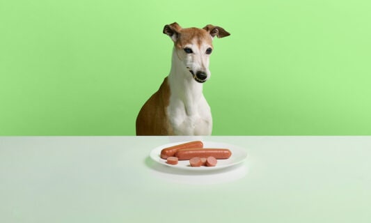 Can Dogs Eat Hot Dogs?