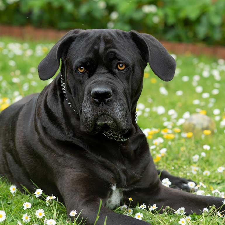 Photo of a Cane Corso dog