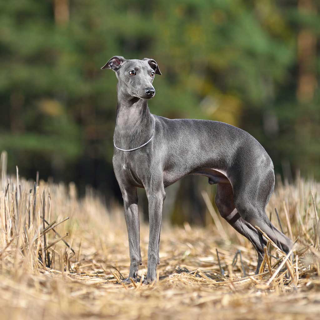 Photo of an Italian Greyhound