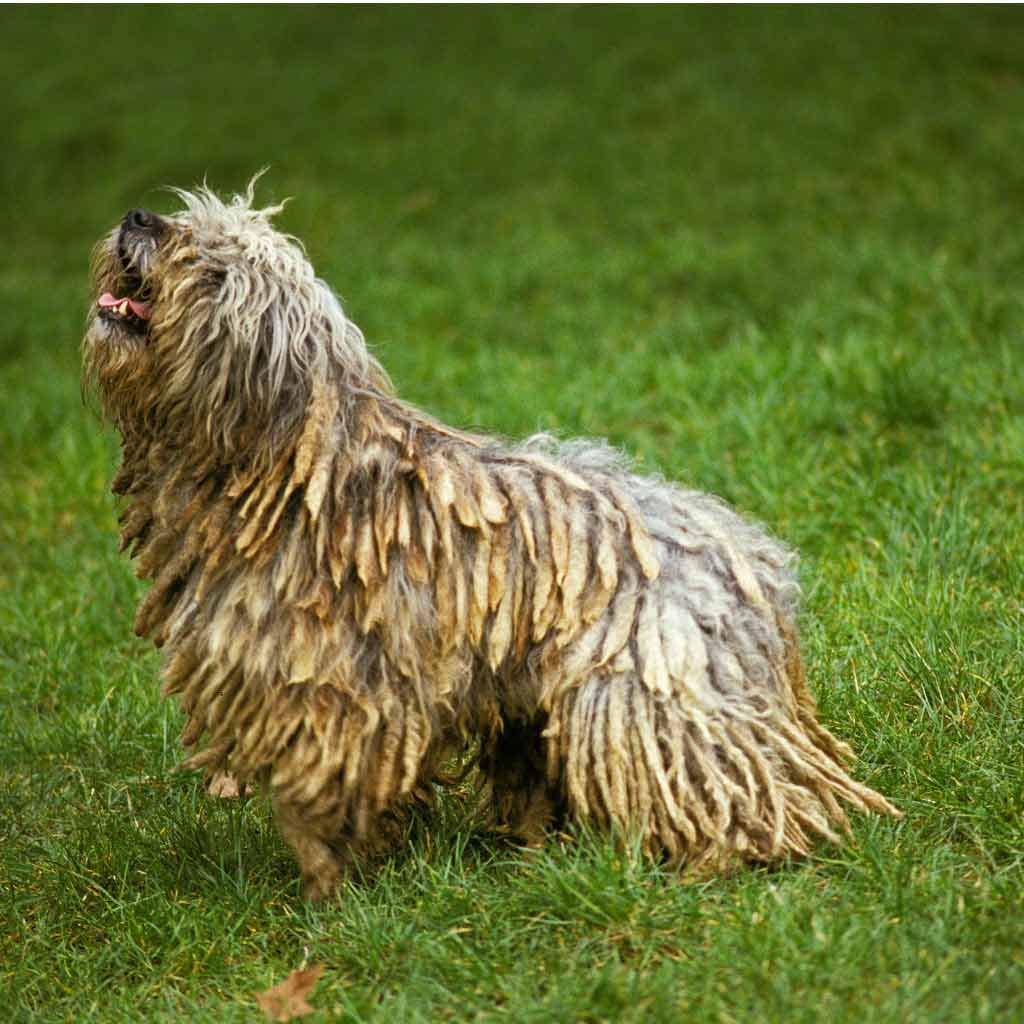 Photo of a Bergamasco Sheepdog
