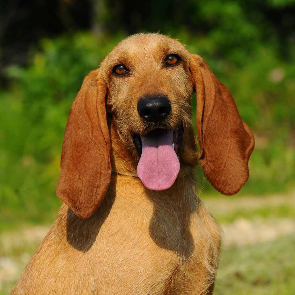 Photo of a Segugio Italiano dog