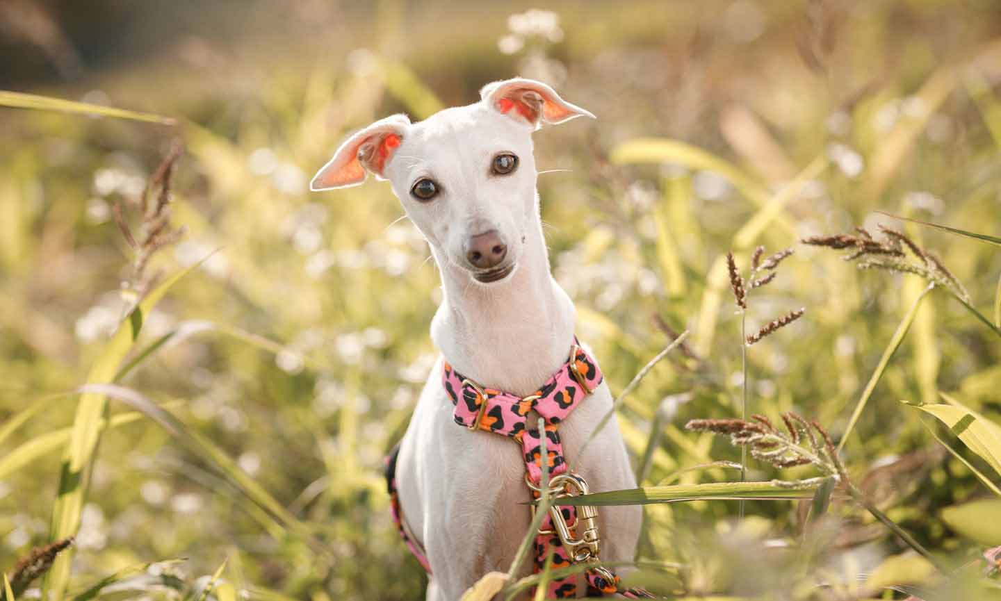 Which Dog Breed Are You Based On Your Gucci Preferences?
