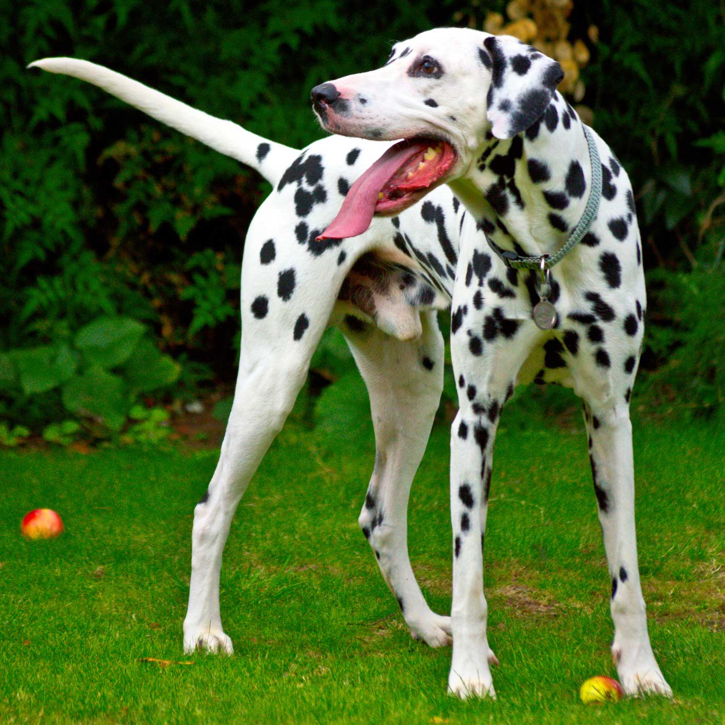 why do dogs pant: dalmation panting outside