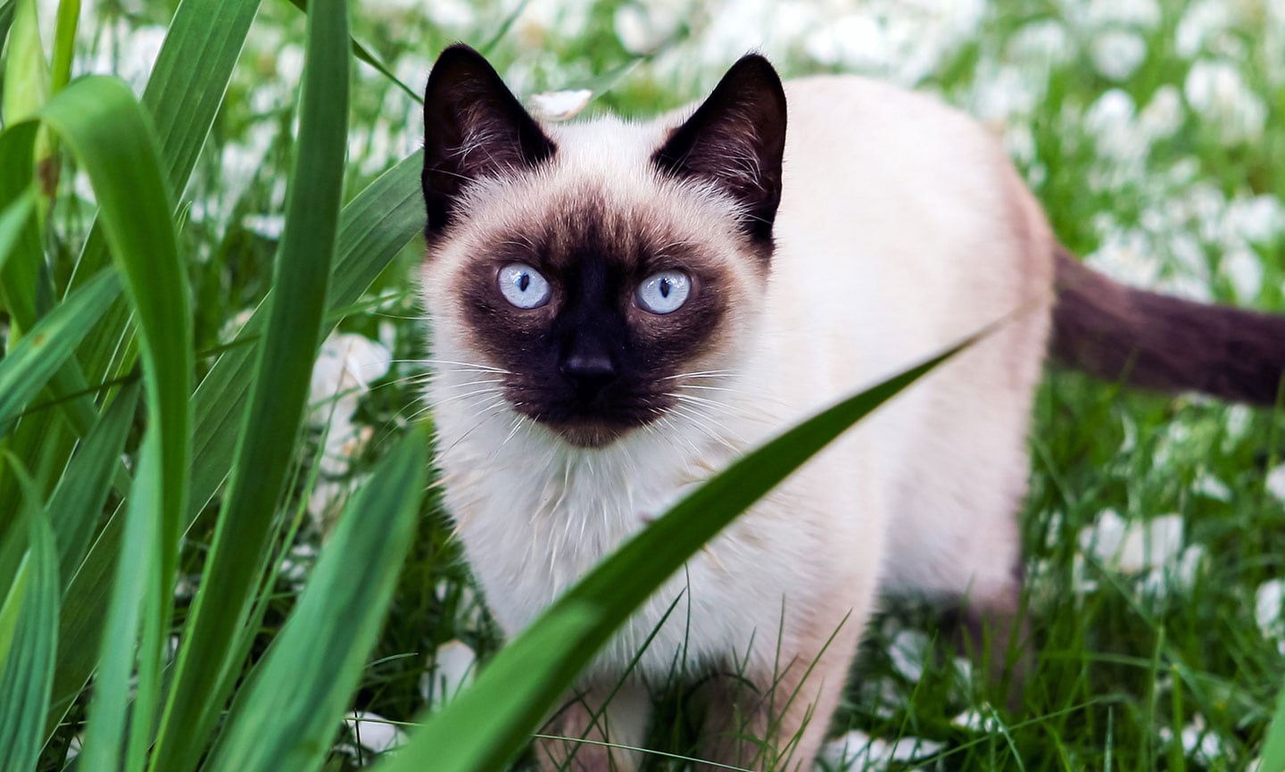 siamese cat breed with blue eyes