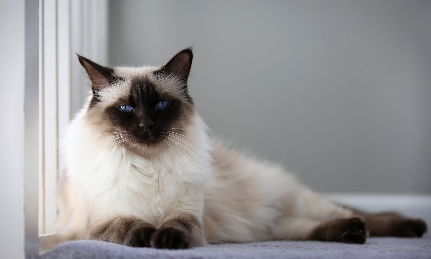 Balinese cat breed with blue eyes