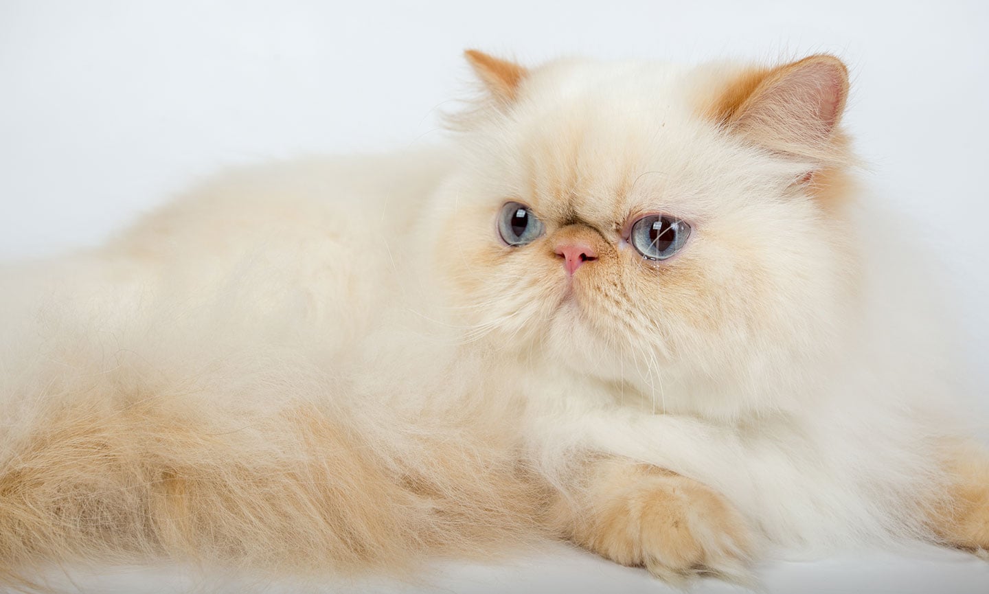 persian cat breed with blue eyes