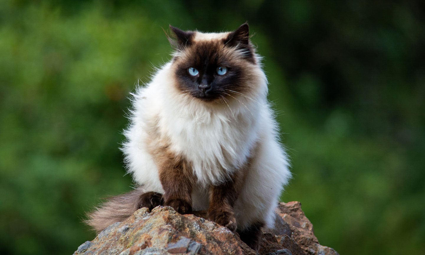 Himalayan cat breed with blue eyes