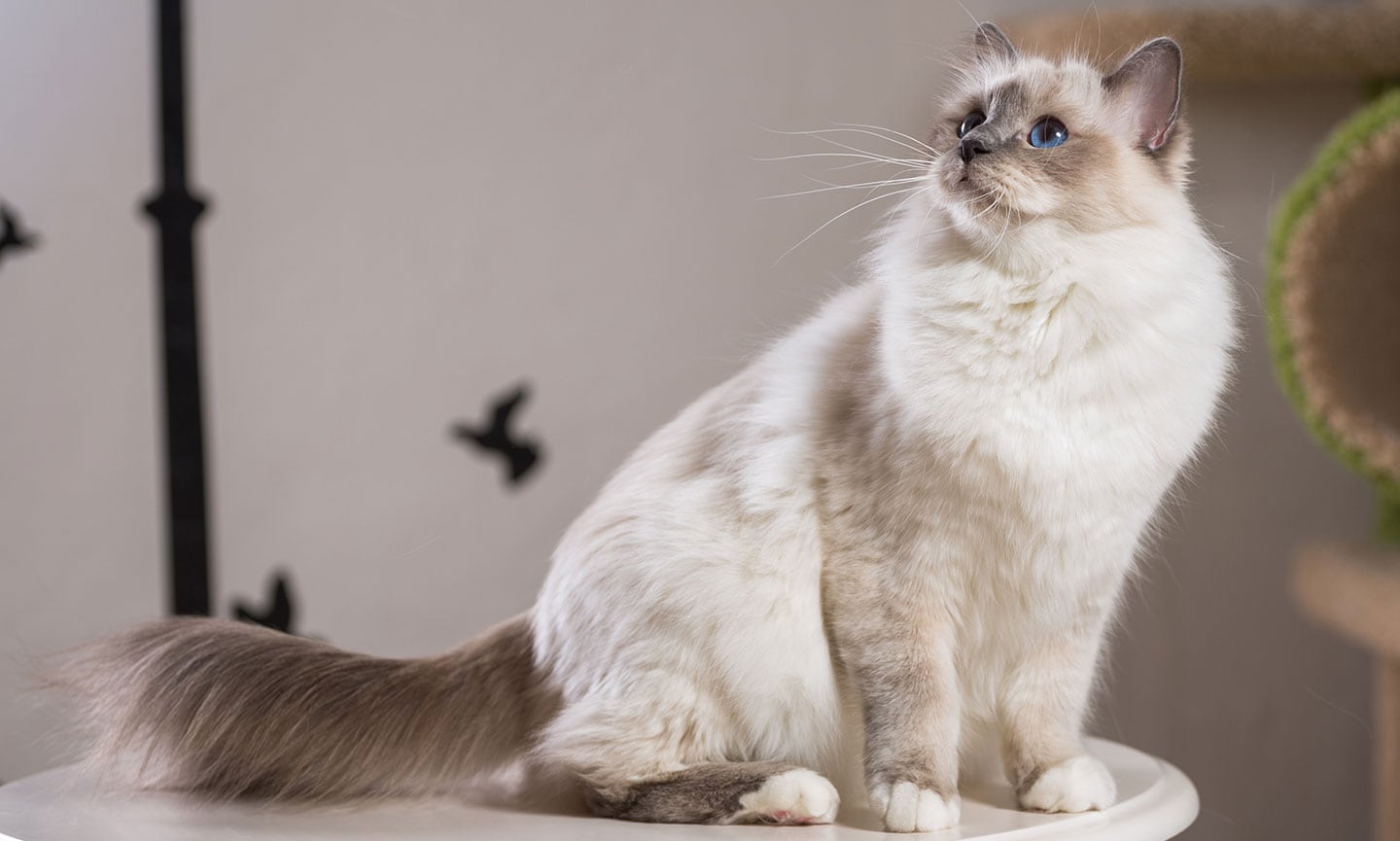 birman cat breed with blue eyes