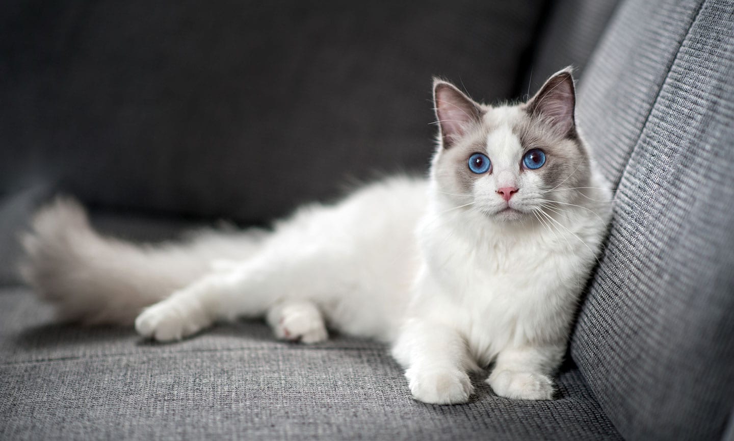 ragdoll cat breed with blue eyes