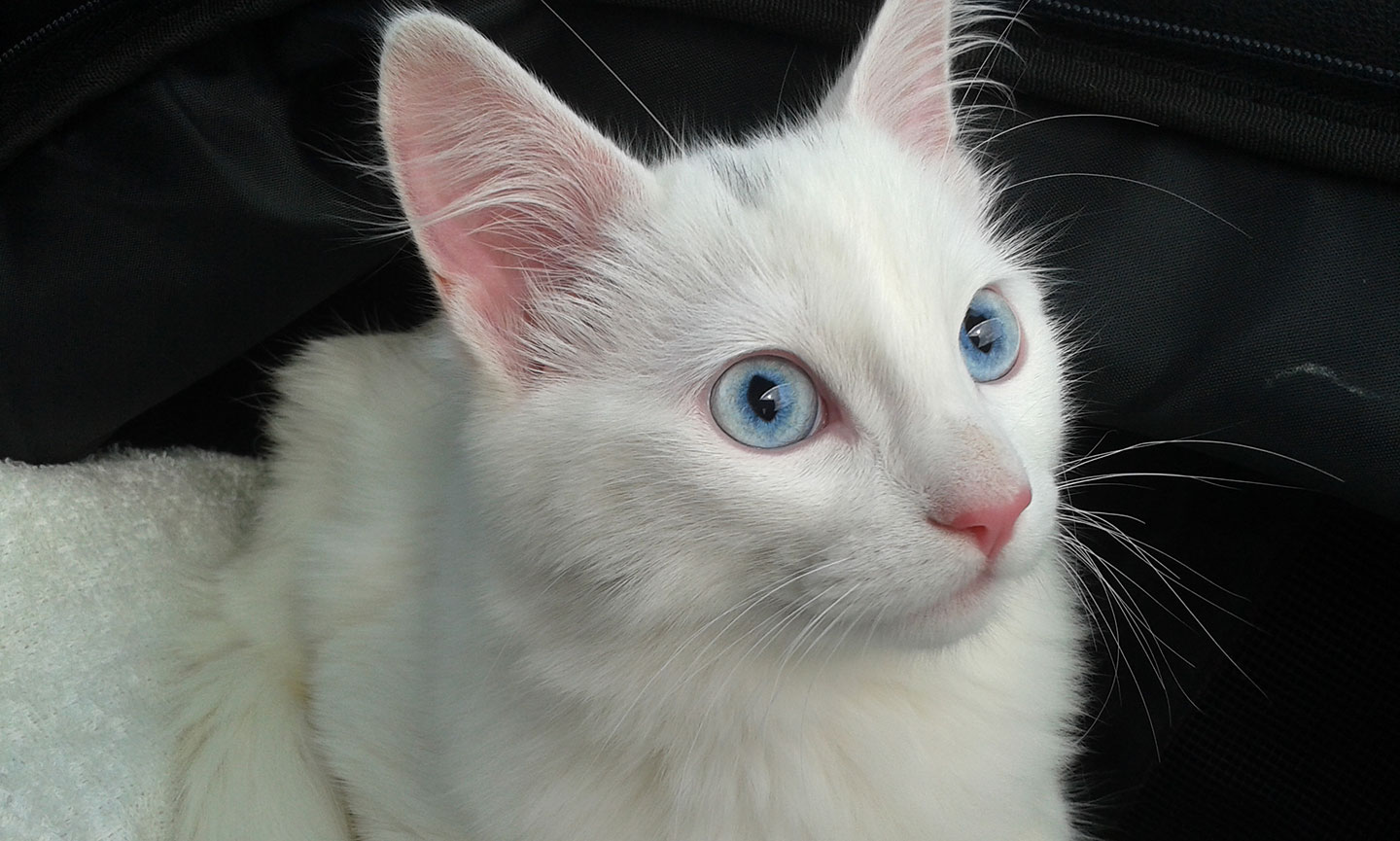Turkish Angora Cat breed with blue eyes