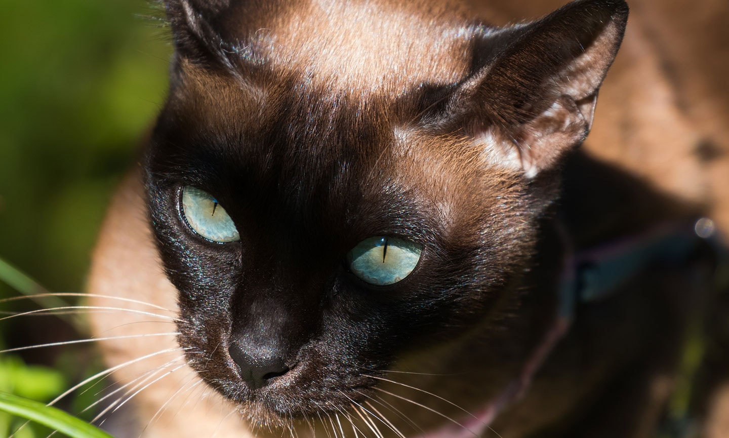 Tonkinese cat breed with blue eyes