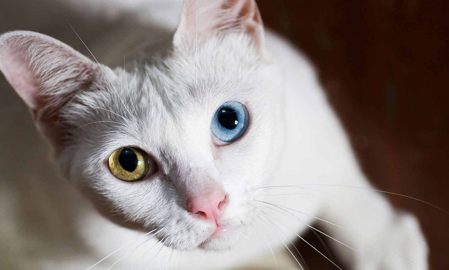 Khao Manee cat breed with blue eyes