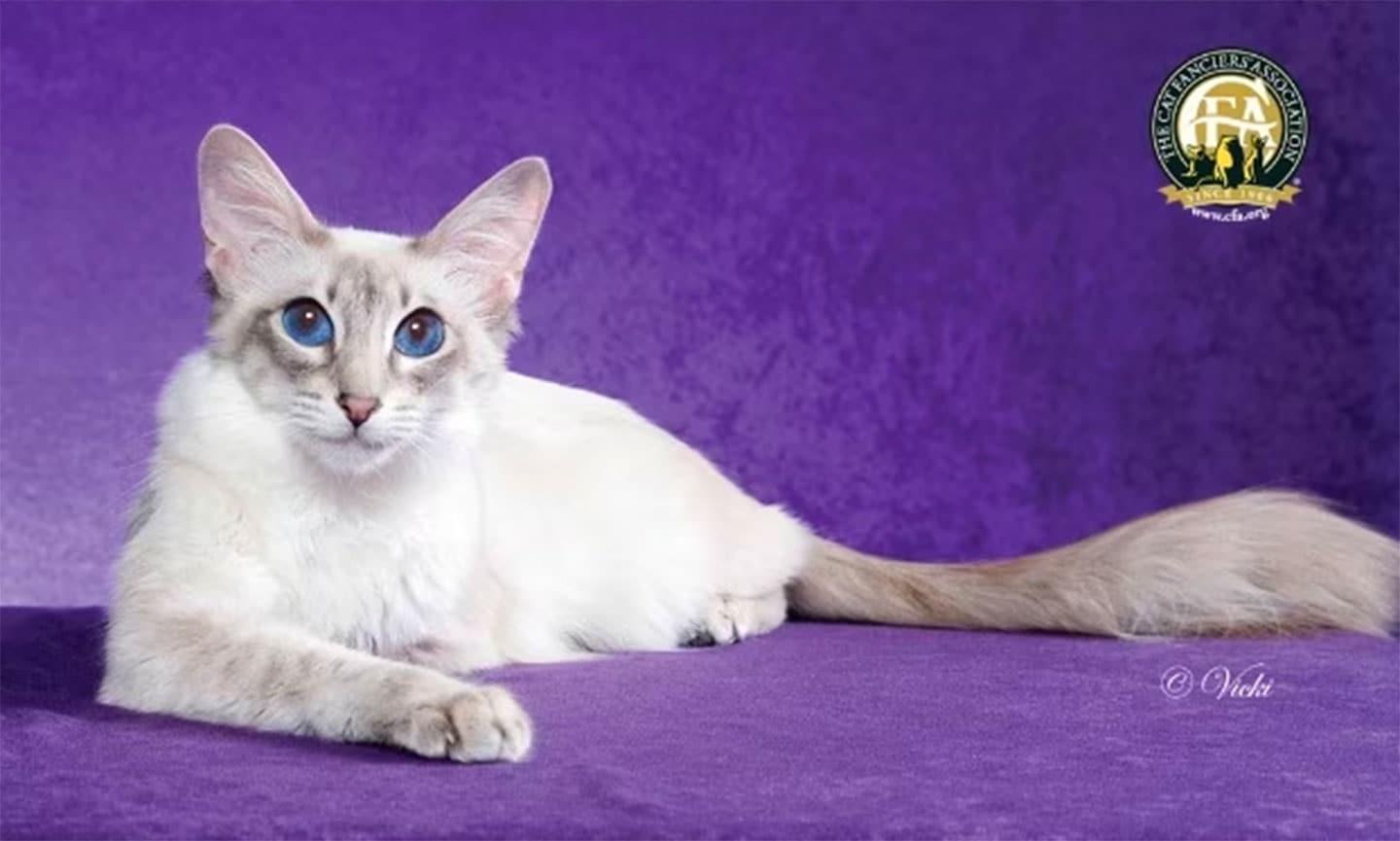 javanese cat breed with blue eyes