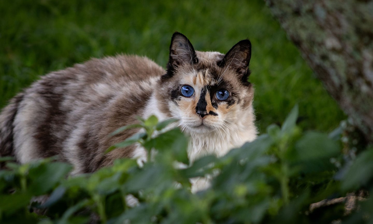 example of what an ojos azules cat breed with blue eyes could look like