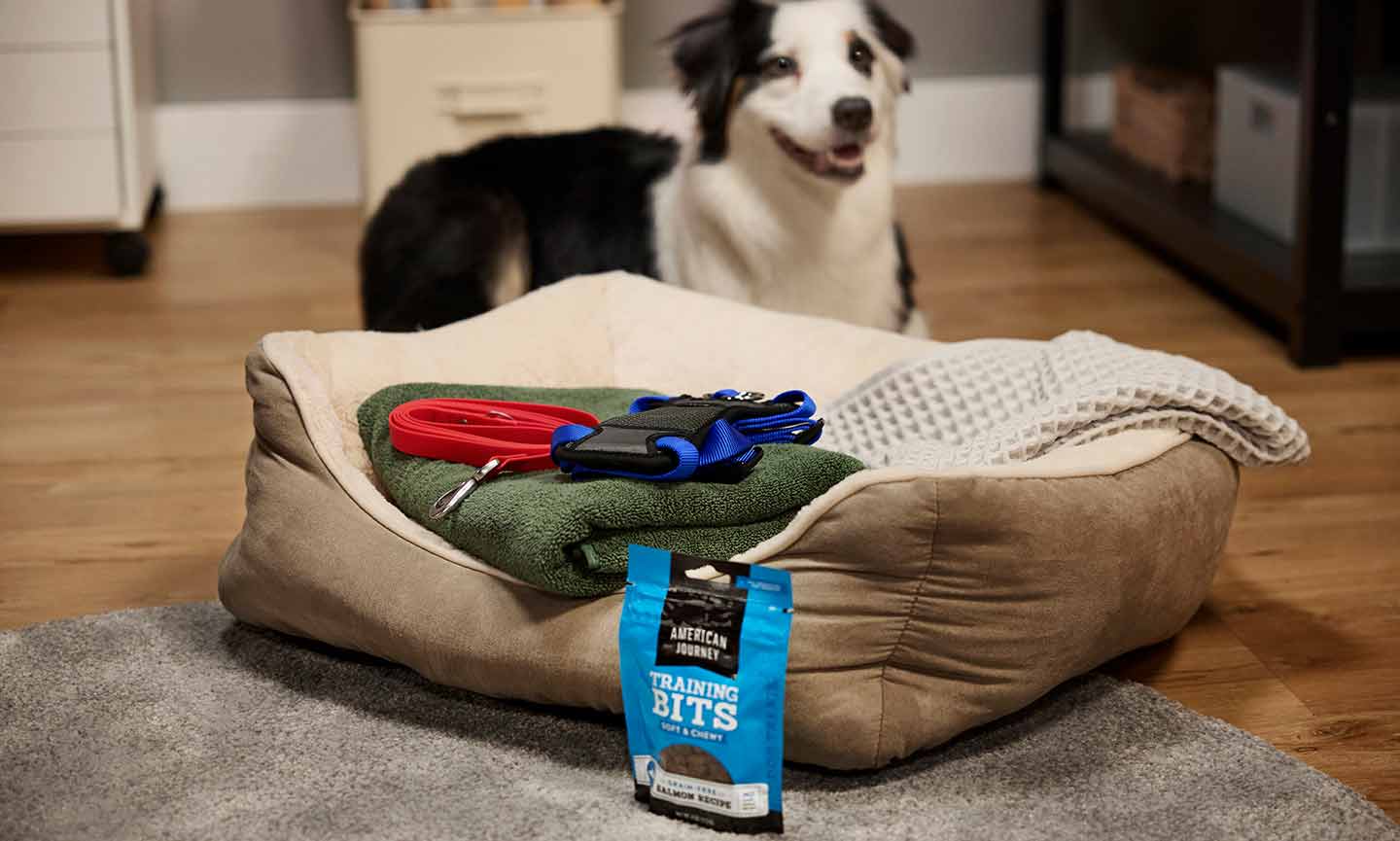 A dog sitting behind a display of training products, including dog treats, a leash and harness, a dog bed and towel